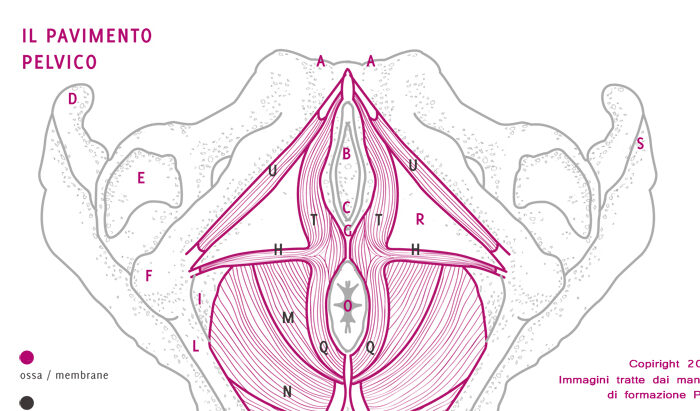 manuale-formazione-ppm-academy-pavimento-pelvico